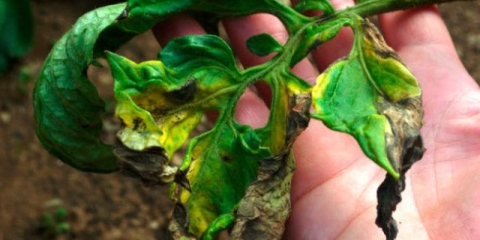 Plastenička obrada od fitoftore u jesen